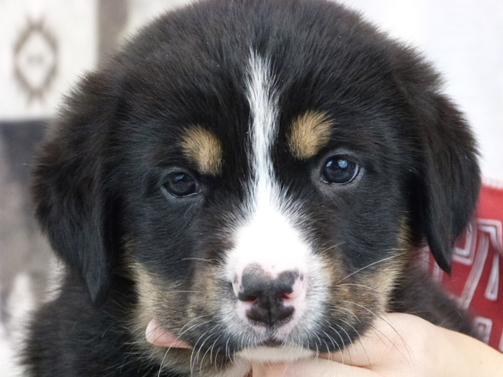 chinook puppy